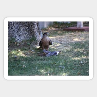 Bad Day To Be A Mourning Dove - Closeup of Falcon Sticker